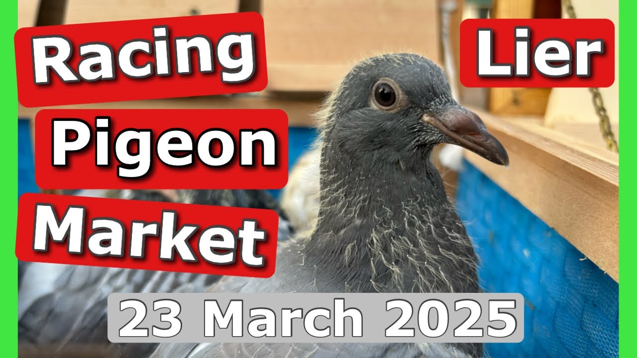Racing Pigeon Market Lier, Belgium (23 March 2025)