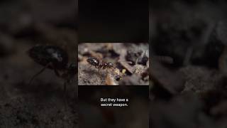 The Ant With a Secret Weapon | #DeepLook #Shorts