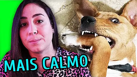 Como aliviar o estresse do meu cachorro?