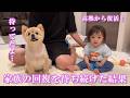 体調不良でダウンした家族の回復を待ち続けたポメラニアンがこうなりました…