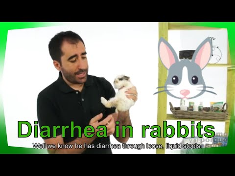 Video: How To Treat Diarrhea In Rabbits