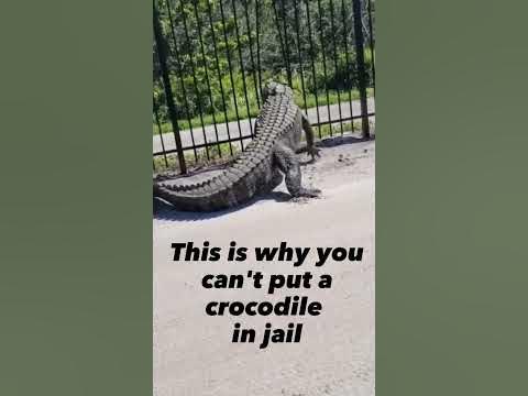 You cant put a crocodile in jail #shorts #compilation - YouTube