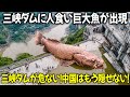 【実話】三峡ダムに人食い巨大魚が出現!?ダム崩壊の危機迫る!?中国はもはや隠しきれない!