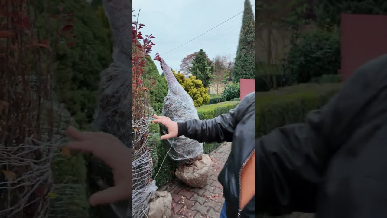 Кизильник блискучий (вертикальний) Cotoneaster lucidus неперевершений для живоплотів і живих огорож