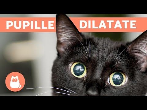 Video: Quali animali hanno le pupille rotonde?