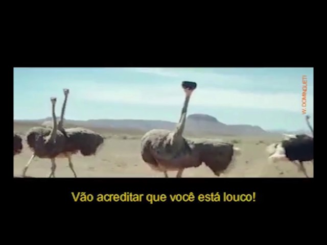 Vídeo motivacional Samsung avestruz! Acredite nos seus sonhos! class=