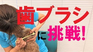 犬の歯ブラシ やり方（小型犬）【犬のしつけ＠横浜】by遠藤エマトレーナー