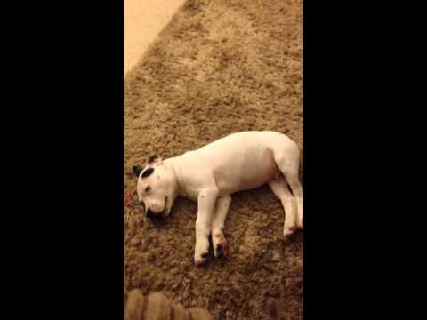 Dog scared by fart