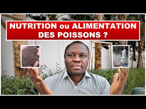 Vidéo: Poisson Tilapia - Profil Nutritionnel, Avantages Et Recettes