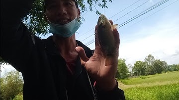 Câu cá rô đồng, thác lác: hốt trọn ổ cá rô đồng mập như heo mọi dựt sướng tay luôn.