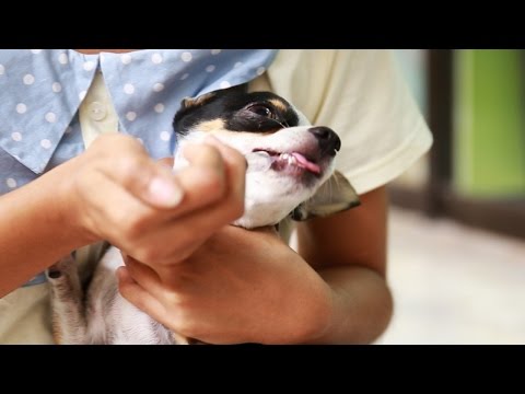 วีดีโอ: สุนัขสามารถเป็นโรคภูมิแพ้กับสุนัขได้หรือไม่?
