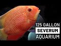 125 Gallon Severum Tank - Red Spotted, Green and Rotkeil (Red Shoulder)