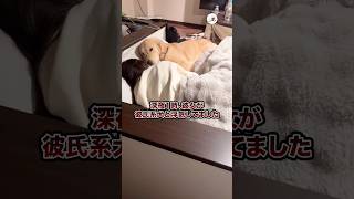 彼氏系犬と浮気してました｜PECO