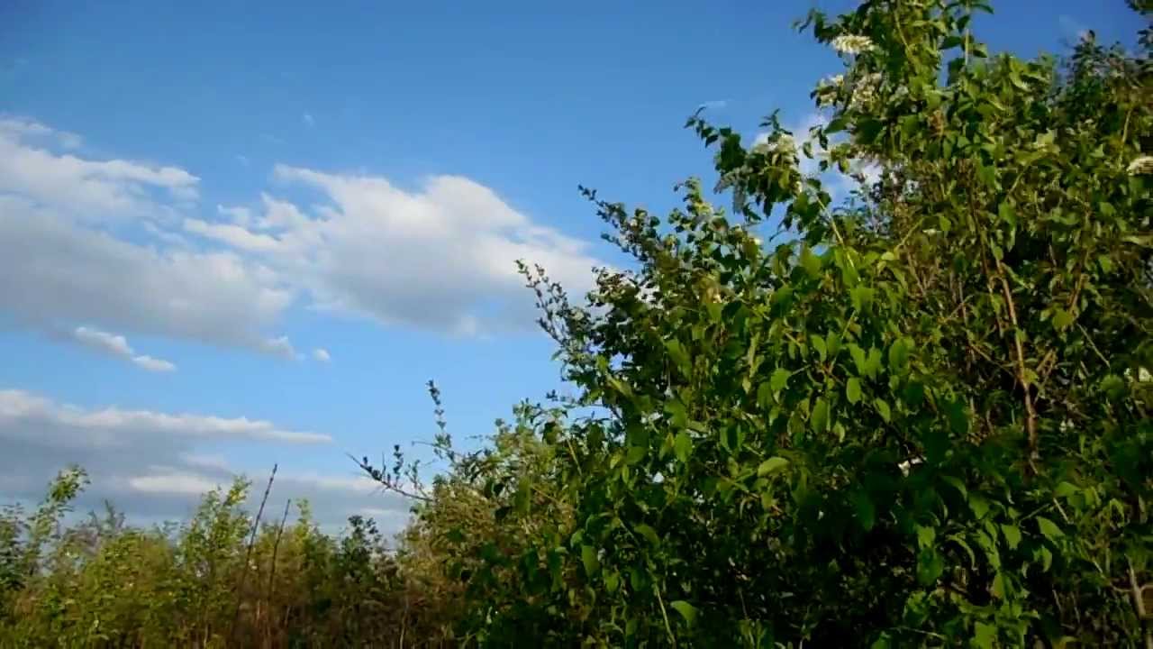 Windy Spring April Warm Spring - Windy Afternoon, April 28, 4:50pm - YouTube