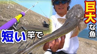 ショアジギングでこの時期から狙える平たい魚が釣れた！！
