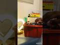 Cute Stationery/tomorrow full video/which you like more/cuddle cloud/ninu shaji