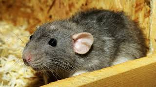 Cara Mengusir Tikus di Rumah | Cara Menakut-nakuti Tikus (Suara Jangkrik) - マウスを怖がらせる方法