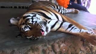 Как разбудить тигра