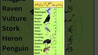 Top15 Common Birds Names In English With Urdu Meanings Image Explanation Smart Study Zone