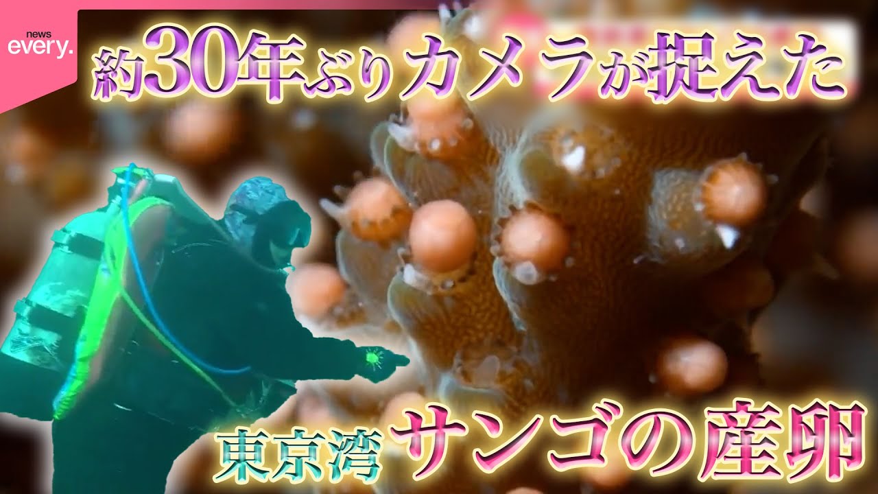 【貴重】東京湾のサンゴの産卵  約30年ぶりカメラが捉えた『every.特集』