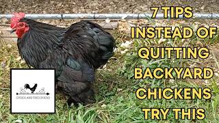 7 Tips Instead Of Quitting Backyard Chickens Try This