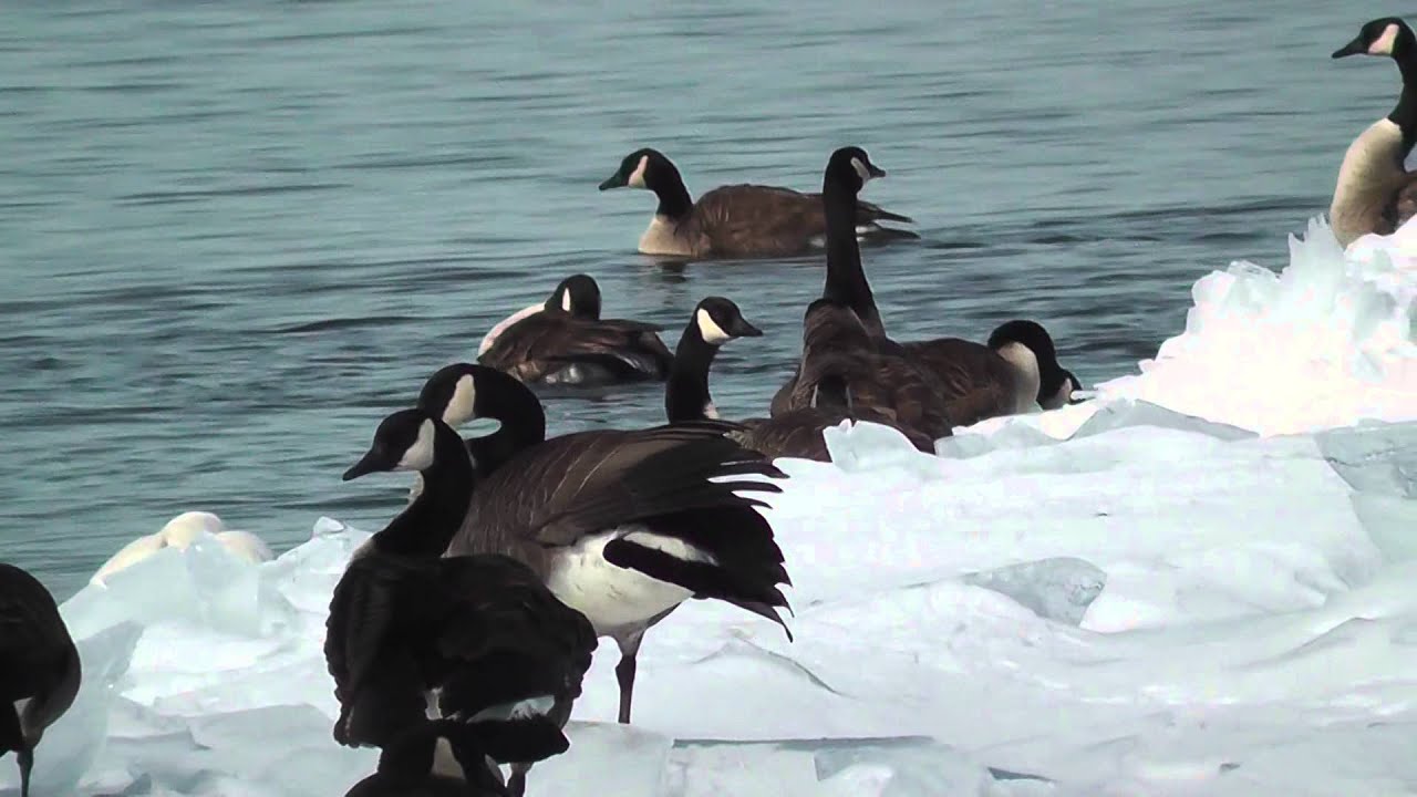 The Canada goose,the mating period YouTube