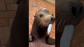 Whichtypefcntentisyurfavrite🦭animalscamerarllflridakeysTheaterftheSea