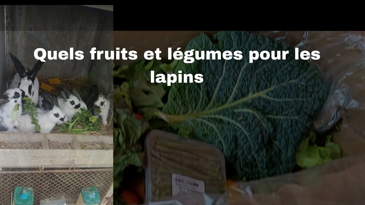 Quel fruits et légumes pour ses lapins ?