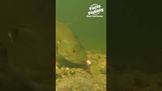 Bass Eats a Floating Water Bug #shorts