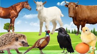 Amazing Animal Sounds - Chicken, Horse, Goat, Hedgehog, Crow,  Peasant, Cow, Chick