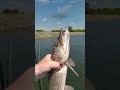 Рыбалка на СПИННИНГ 🎣🎣🐟