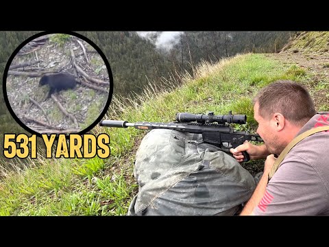 Hunting Bear with a Sig Cross in 6.5 Creedmoor