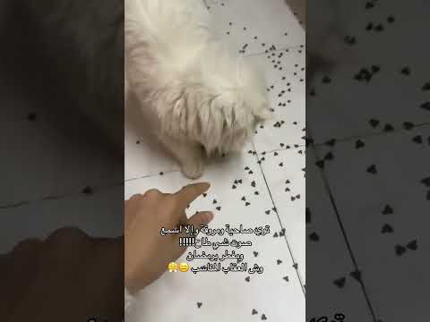 شوفو المصيبه يلي عملها     