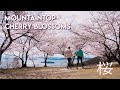 CHERRY BLOSSOM SEASON IN JAPAN 4K 🌸 Stunning Spring Sakura Hike! | Okayama Prefecture