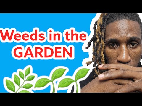 Keep Weeds Out of Your Garden! #podcast #motivation - YouTube