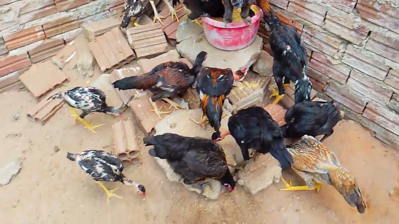 O que aconteceu com esse pinto eu nunca vi nada parecido