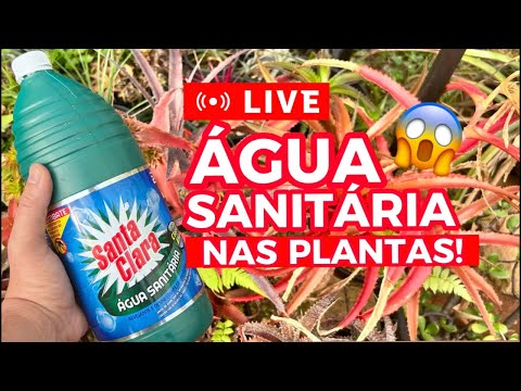 ÁGUA SANITÁRIA nas plantas! - Habitat Brasileiro #plantas #cochonilhas #habitatbrasileiro