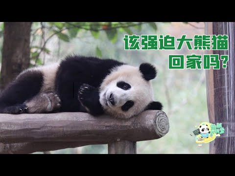 《熊貓大講堂》大熊貓要不要回家由什麼來決定？ | iPanda熊貓頻道