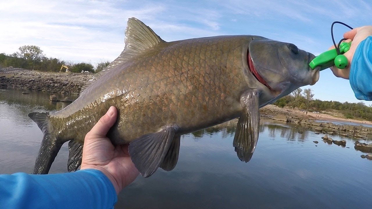 Buffalo and catfish on a streamer YouTube