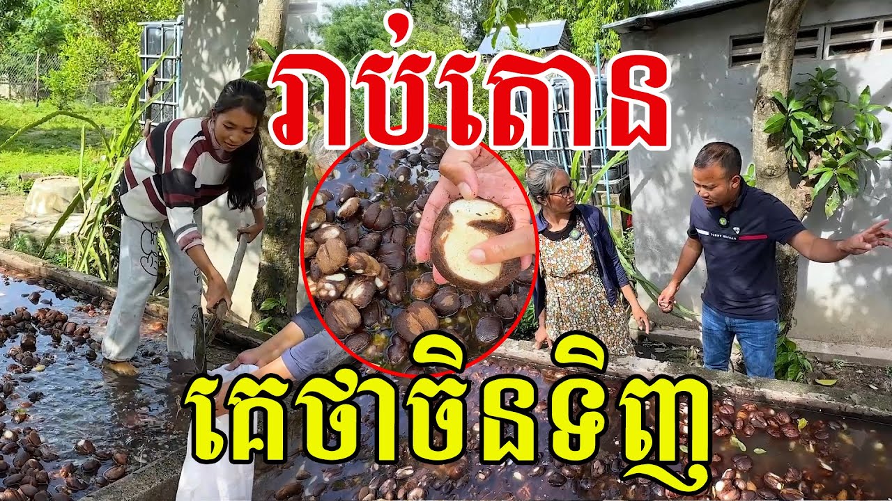 រាប់តោន គេថាចិនទិញយកចូលរោងចក្រ ធ្វើដូចនំ