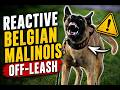 From REACTIVE To OFF-LEASH