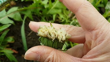 Cách nhận biết RỄ, HOA, LÁ cây BỒ CÔNG ANH | Đây mới đúng là Bồ Công Anh