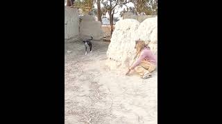 Prank with dog #shorts #viral #trending #funny