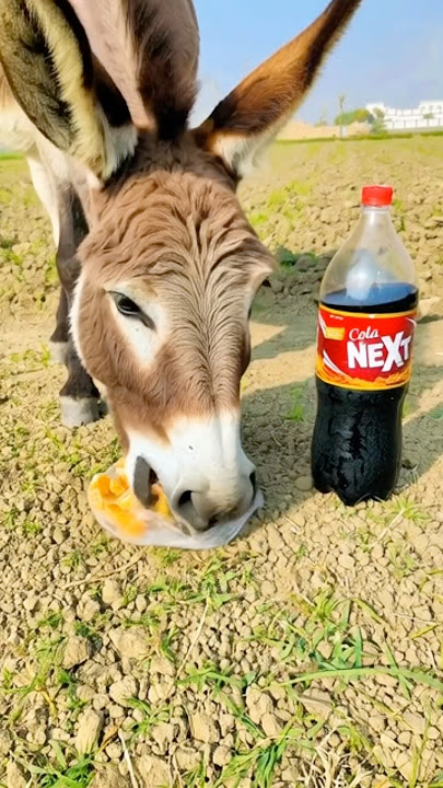 Gadha Maltay Kah Gaya 😂 #shortsvideo