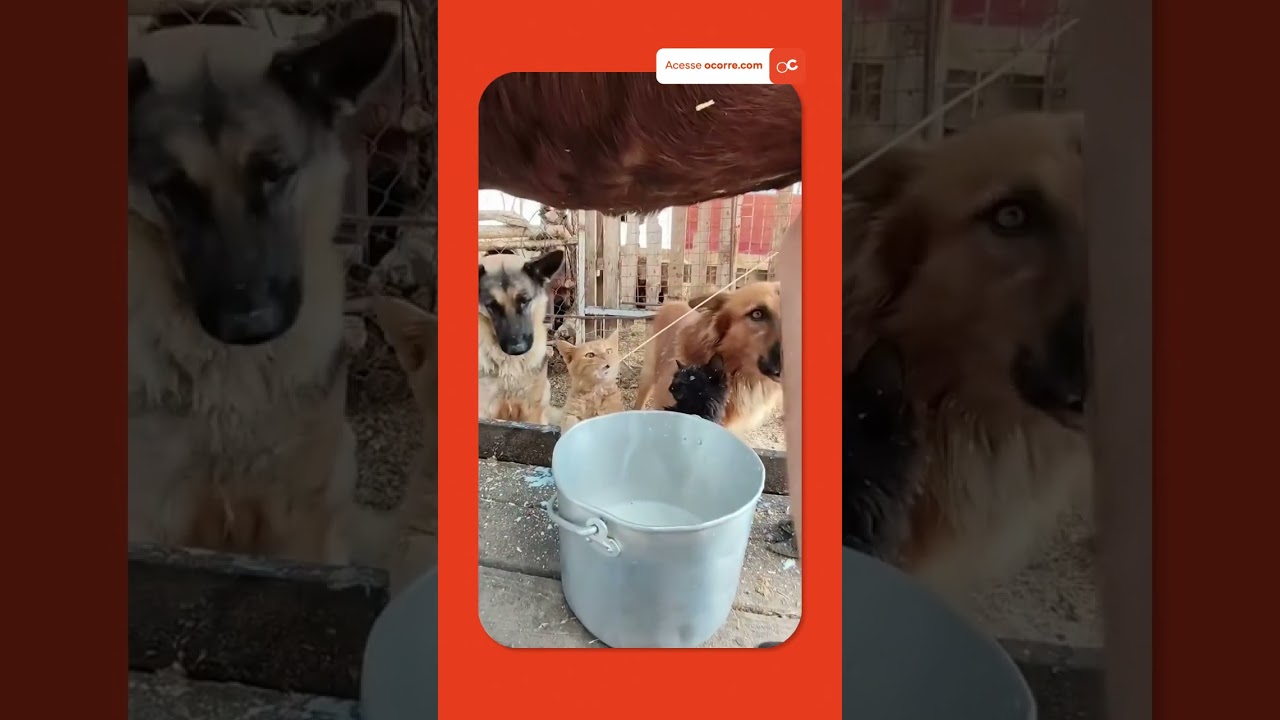 Gatinho invade ordenha, toma LEITE e rouba a cena (mas esconde um perigo)