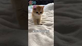 The Secret Behind Cat Kneading You Must Know #Cat #Tips #PetCat