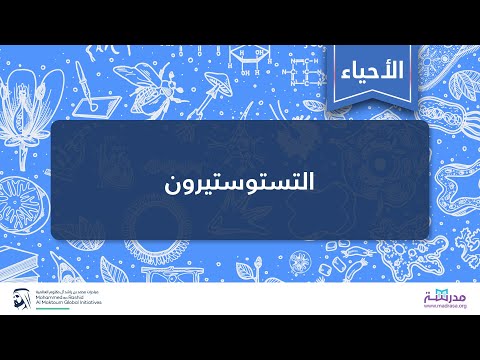 فيديو: علم التشريح وعلم وظائف الأعضاء: كيف يبدو البيض عند الرجال