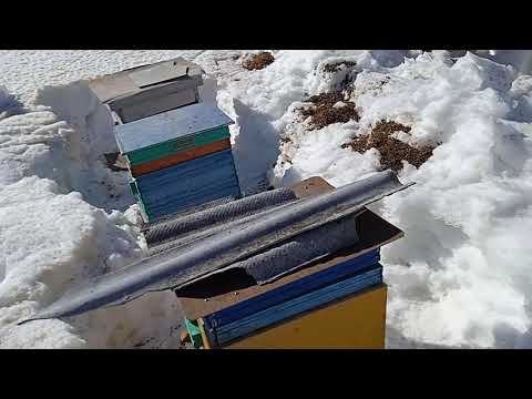 Гибель пчёл. Выставка