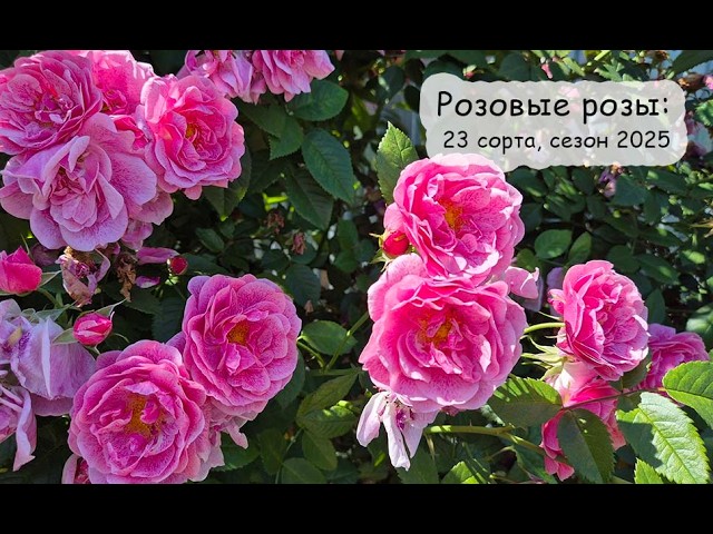 Pink Roses in the Garden: 23 Varieties of Pink Roses, Moscow