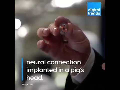 Neuralink: Elon Musk unveils pig with chip in its brain